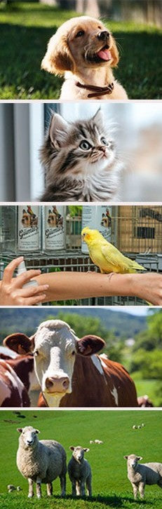 Animal Spray