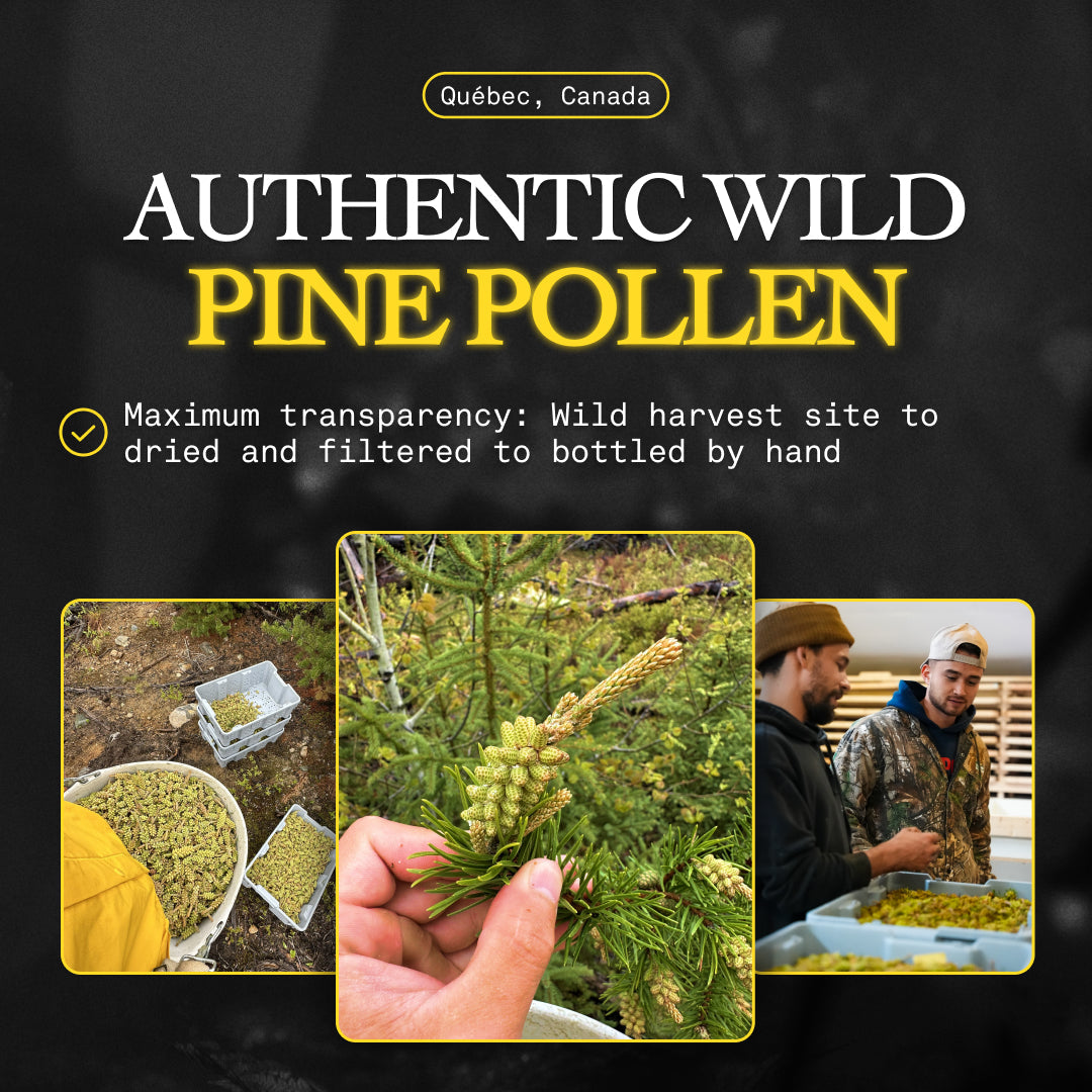 Pine Pollen